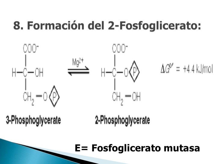 fosfoglicerato mutasa